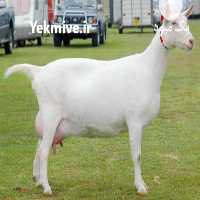 فروش بز سانن فرانسوی  ،  بز مورسیا اسپانیایی ،  بز آلپاین در تهران در گروه گاو و گوسفند و میش و بز کهره گوساله سمینتال در یکمیوه