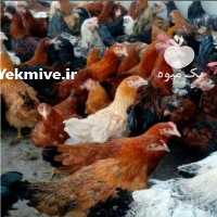 فروش مرغ بومی تخمگذار گلپایگانی وجهادی ،  جوجه گوشتی در تهران در گروه مرغ و خروس و بوقلمون و اردک قو قاز در یکمیوه