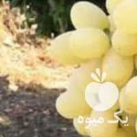 فروش انگور برای شیره در همدان در گروه خرید فروش عمده انگور - یاقوتی شانی عسگری بی دانه قرمز در یکمیوه