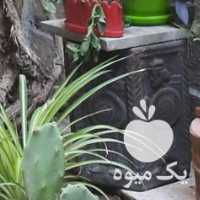 فروش گلدان کاکتوس و عنکبوتی و شاخ بزی و  در تهران در گروه خرید فروش عمده گیاهان زینتی - گرمسیری آپارتمانی باغچه آب در یکمیوه
