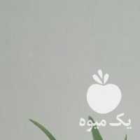 فروش کاکتوس در قزوین در گروه خرید فروش عمده گیاهان زینتی - گرمسیری آپارتمانی باغچه آب در یکمیوه