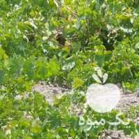 آگهی مشابه فروش انگور عسگری برای شیره و کشمش در قزوین در گروه خرید فروش عمده انگور - یاقوتی شانی عسگری بی دانه قرمز در یکمیوه