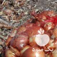 فروش انواع پیاز و سیب زمینی در کرمانشاه در گروه خرید فروش بذر - انواع محصول کشاورزی گوجه کتان میوه درخت در یکمیوه