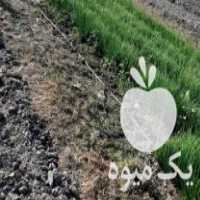 فروش نشاء پیاز راتا پاکتی در کهنوج در گروه خرید فروش نشا - انواع گوجه برنج کاهو پیاز کاری فرنگی در یکمیوه