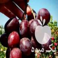 فروش نهال انگور و میوه های خاص در مشهد در گروه خرید فروش عمده خرمالو - خرمالو رسیده نارس برگ عمده در یکمیوه