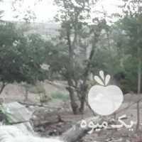 فروش گوسفند وبره زنده در تهران در گروه گاو و گوسفند و میش و بز کهره گوساله سمینتال در یکمیوه