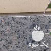 فروش کاکتوس اپارتمانی در اصفهان در گروه خرید فروش عمده گیاهان زینتی - گرمسیری آپارتمانی باغچه آب در یکمیوه