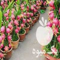 فروش بذر میوه اژدها دراگون فروت داخل سفید ،  بذر فیسالیس در تهران در گروه خرید فروش عمده میوه استوایی - پاپایا قرمز منگوستین گواوا بلوبری در یکمیوه