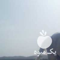 فروش اسب مادیان کلاسی ترکمن در تهران در گروه اسب و الاغ خر و فروش قاطر- ترکمن عربی سفید نر و ماده در یکمیوه