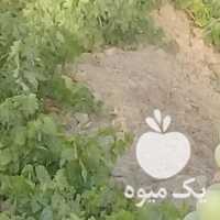 فروش شیره انگور خالص در همدان در گروه عسل شیره و فرآورده ی مربا - طبیعی گون کوهی آویشن در یکمیوه