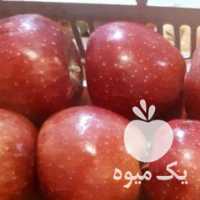 فروش سیب قرمز در ارومیه در گروه خرید فروش عمده سیب - زرد و قرمز گلاب پاییزه در یکمیوه