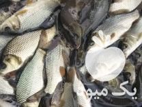 فروش بچه ماهی کپور فیتوفاک خاویار آمور و  ارسال به تمام ایر در ساری در گروه ماهی کپور - ماهیان معمولی علف خوار پرورشی خرید و فروش در یکمیوه -عکس1