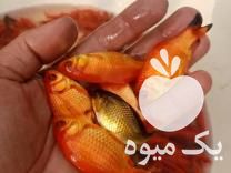 فروش انواع ماهی قرمز وکوی در تهران در گروه انواع ماهی - سالمون شیر کپور قرمز شوریده سفید گوپی مرکب در یکمیوه -عکس1