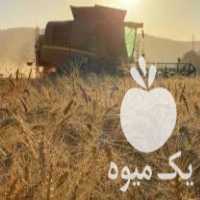فروش بذر گندم پیشگام در آمل در گروه خرید فروش بذر - انواع محصول کشاورزی گوجه کتان میوه درخت در یکمیوه