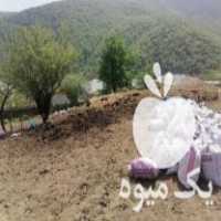 فروش کود گوسفندی و کود گاوی درجه یک در تهران در گروه خرید فروش کود و مواد شیمیایی - اوره پتاس مرغی کمپوست آهن در یکمیوه