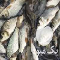 فروش بچه ماهی کپور فیتوفاک خاویار آمور و  ارسال به تمام ایر در ساری در گروه ماهی کپور - ماهیان معمولی علف خوار پرورشی خرید و فروش در یکمیوه