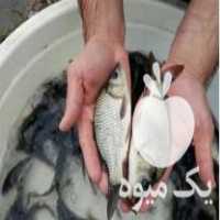 فروش بچه ماهی کپور طلایی شمال آمور فیتوفاک بیگهد خاویار غذای ماهی در رشت در گروه ماهی کپور - ماهیان معمولی علف خوار پرورشی خرید و فروش در یکمیوه