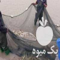 فروش بچه ماهی و غذای ماهی ارسال به تمام ایران در یزد در گروه انواع ماهی - سالمون شیر کپور قرمز شوریده سفید گوپی مرکب در یکمیوه