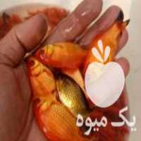 فروش انواع ماهی قرمز وکوی در تهران در گروه انواع ماهی - سالمون شیر کپور قرمز شوریده سفید گوپی مرکب در یکمیوه
