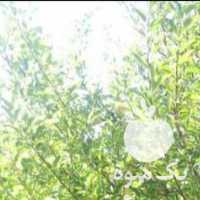 فروش سیب قرمز در ارومیه در گروه خرید فروش عمده سیب - زرد و قرمز گلاب پاییزه در یکمیوه