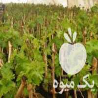 فروش نهال طلایی سیاه انگور سیاه سردشت در باغین در گروه خرید فروش نهال - انواع گردو پسته بادام سلطانی انگور در یکمیوه