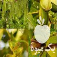 فروش نهال گردو پکان _ نهال گردو آمریکایی در ساری در گروه خرید فروش نهال - انواع گردو پسته بادام سلطانی انگور در یکمیوه