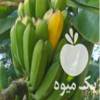 فروش نهال موز سردسیری خوش طعم در لاهیجان در گروه خرید فروش نهال - انواع گردو پسته بادام سلطانی انگور در یکمیوه