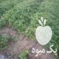 فروش نهال توت فرنگی در دلند در گروه خرید فروش نهال - انواع گردو پسته بادام سلطانی انگور در یکمیوه