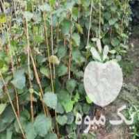 فروش نهال کیوی هایوارد درشت در خرم آباد در گروه خرید فروش نهال - انواع گردو پسته بادام سلطانی انگور در یکمیوه