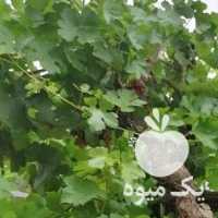 فروش سرکه انگور و سیب خانگی اصل طبیعی در شیراز در گروه محصولات ترشی - گل کلم مخلوط لیته هفت بیجار در یکمیوه