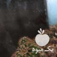 فروش کاکتوس بالغ در اصفهان در گروه خرید فروش عمده گیاهان زینتی - گرمسیری آپارتمانی باغچه آب در یکمیوه