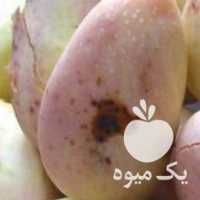 فروش پسته دامغان در سمنان در گروه پسته - کوهی شامی خام اکبری تازه کله قوچی در یکمیوه