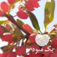 فروش زرشک تازه جهت تهیه شربت  ، مربا زرشک ، رب در تهران در گروه خرید فروش عمده ازگیل و تمشک و زرشک - ژاپنی فروش مستقیم در یکمیوه