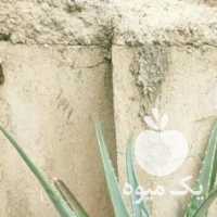 فروش گل بن سای و آلوورا در تهران در گروه خرید فروش عمده گیاهان زینتی - گرمسیری آپارتمانی باغچه آب در یکمیوه