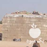 فروش گوسفند بره بومی بز و بزقاله در اصفهان در گروه گاو و گوسفند و میش و بز کهره گوساله سمینتال در یکمیوه