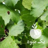 آگهی مشابه فروش انگور سیاه وریش بابا بش دشمن زیاری در شیراز در گروه خرید فروش عمده انگور - یاقوتی شانی عسگری بی دانه قرمز در یکمیوه