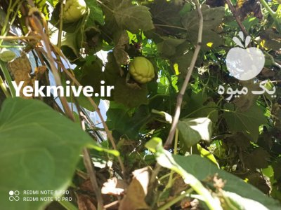 فروش میوه لوکس چایوت ( به مکزیکی چوچو) در ساری در گروه خرید فروش عمده سایر محصولات باغبانی مرکبات در یکمیوه