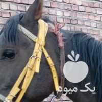فروش اسب ترکمن در تهران در گروه اسب و الاغ خر و فروش قاطر- ترکمن عربی سفید نر و ماده در یکمیوه