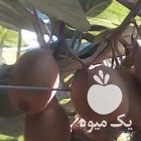 فروش کیوی یکدست در باغ در مشهد در گروه خرید فروش عمده کیوی - صادراتی مازندران تنکابن تالش در یکمیوه