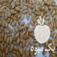 فروش گندم بذری کلاته در کوهدشت در گروه خرید فروش بذر - انواع محصول کشاورزی گوجه کتان میوه درخت در یکمیوه