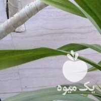 فروش گل پاندانوس ،  آلوورا ،  اشکی ،  دیفن در شیراز در گروه خرید فروش عمده گیاهان زینتی - گرمسیری آپارتمانی باغچه آب در یکمیوه