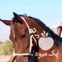 فروش اسب مادیان در بوشهر در گروه اسب و الاغ خر و فروش قاطر- ترکمن عربی سفید نر و ماده در یکمیوه