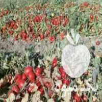 فروش بذر گوجه عالی در نظرآباد در گروه خرید فروش بذر - انواع محصول کشاورزی گوجه کتان میوه درخت در یکمیوه