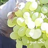 فروش انگور عسگری در قزوین در گروه خرید فروش عمده انگور - یاقوتی شانی عسگری بی دانه قرمز در یکمیوه