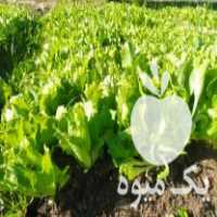 فروش نشا کاهو پیچ سالادی آیسبرگ در گرگان در گروه خرید فروش عمده کاهو - رسمی پیچ سالادی فرانسوی چینی قرمز در یکمیوه