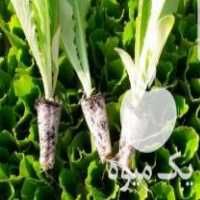 فروش نشا کاهو کلم در دزفول در گروه خرید فروش عمده کاهو - رسمی پیچ سالادی فرانسوی چینی قرمز در یکمیوه