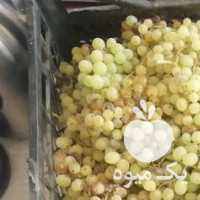فروش انگور درهم در قزوین در گروه خرید فروش عمده انگور - یاقوتی شانی عسگری بی دانه قرمز در یکمیوه