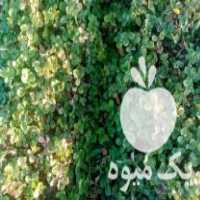 فروش نهال توت فرنگی در دلند در گروه خرید فروش نهال - انواع گردو پسته بادام سلطانی انگور در یکمیوه