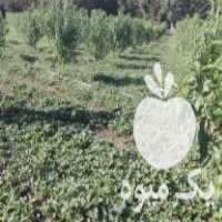 فروش نهال توت فرنگی در دلند در گروه خرید فروش نشا - انواع گوجه برنج کاهو پیاز کاری فرنگی در یکمیوه