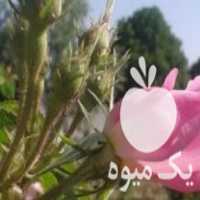 فروش نهال گل محمدی کاشان در بیرجند در گروه خرید فروش نهال - انواع گردو پسته بادام سلطانی انگور در یکمیوه